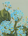 Forget me nots