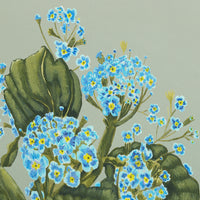 Forget me nots