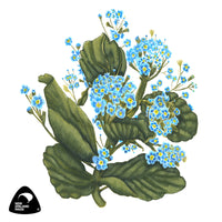 Forget me nots