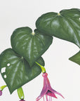 Fantail Kawakawa Bouquet