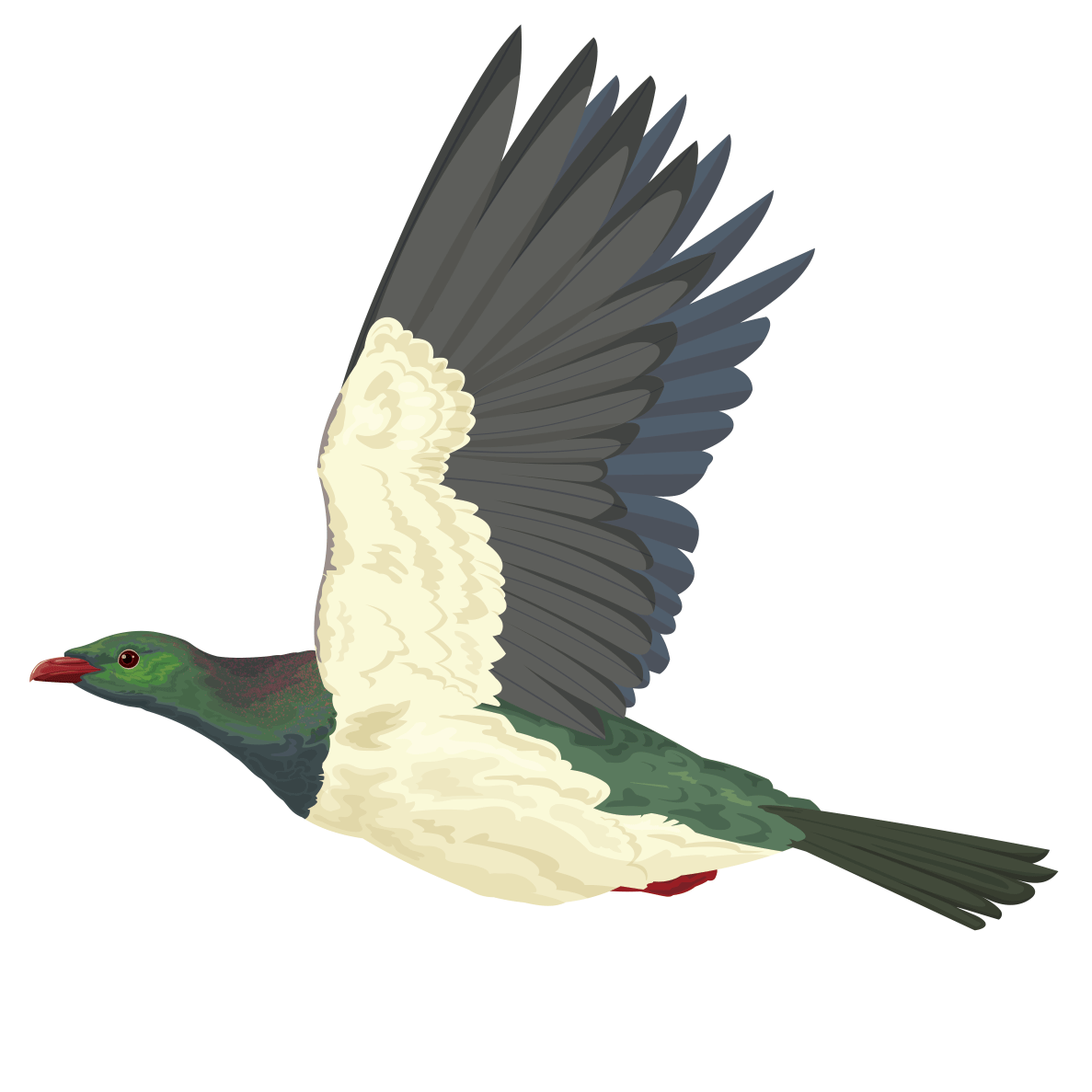 Flying Kererū and Nikau Tree