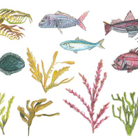 NZ Seaweed and Native Fish