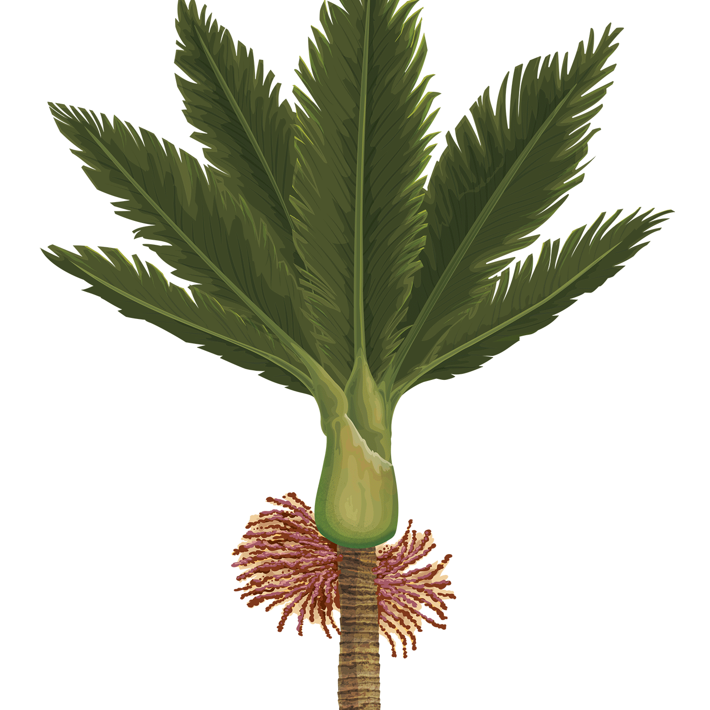 Flying Kererū and Nikau Tree