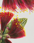 Pohutukawa Portrait