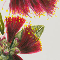 Pohutukawa Portrait
