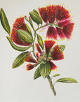 Pohutukawa Portrait