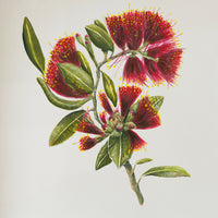 Pohutukawa Portrait
