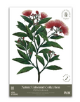 Pōhutukawa A2