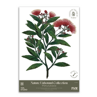 Pōhutukawa A2