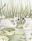 Spectacular Swans