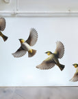 Flying Waxeyes