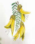 Kōwhai wall decal
