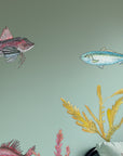NZ Seaweed and Native Fish