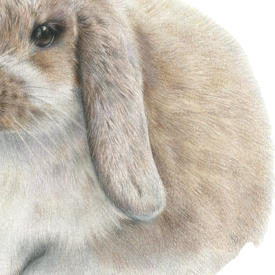 Daisy Bunny by Olivia Bezett, original artwork detail showing the rabbit’s long ear and soft fur.