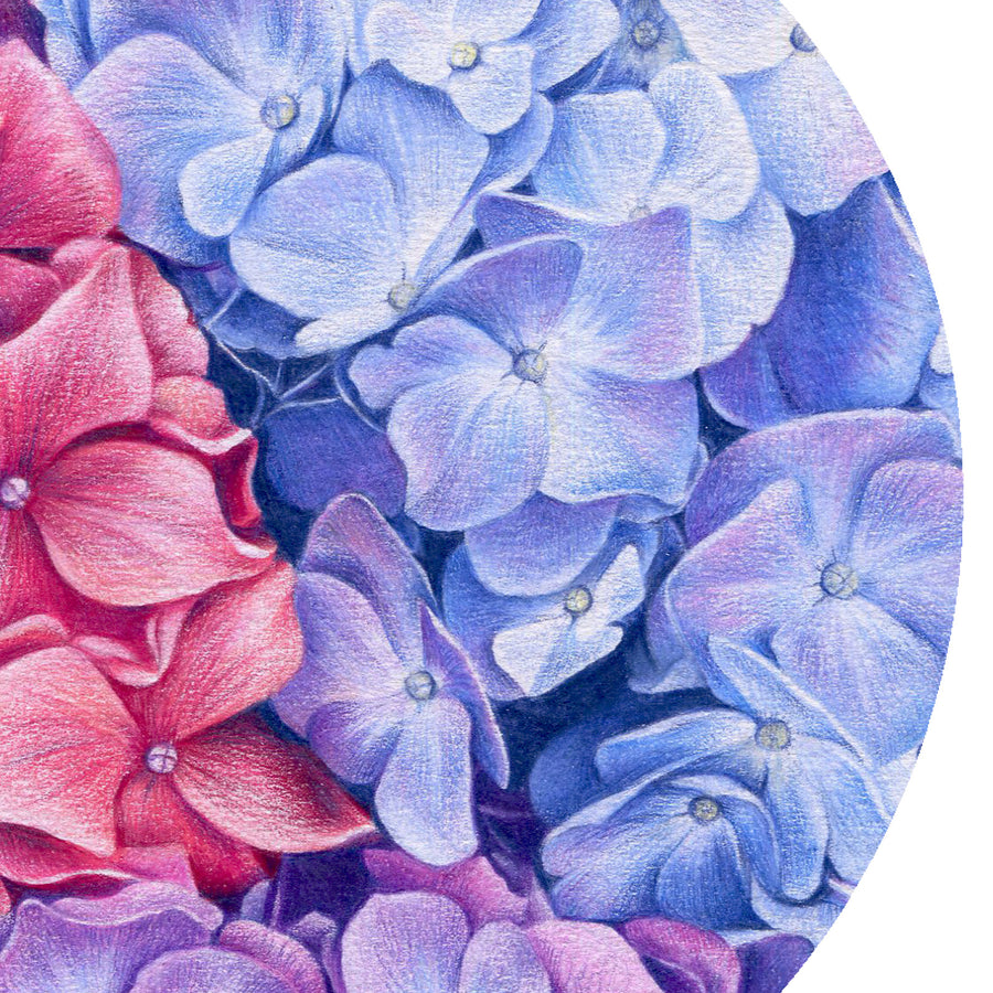Hydrangeas by Olivia Bezett, original artwork detail showing the overlapping blue and rose flower clusters.