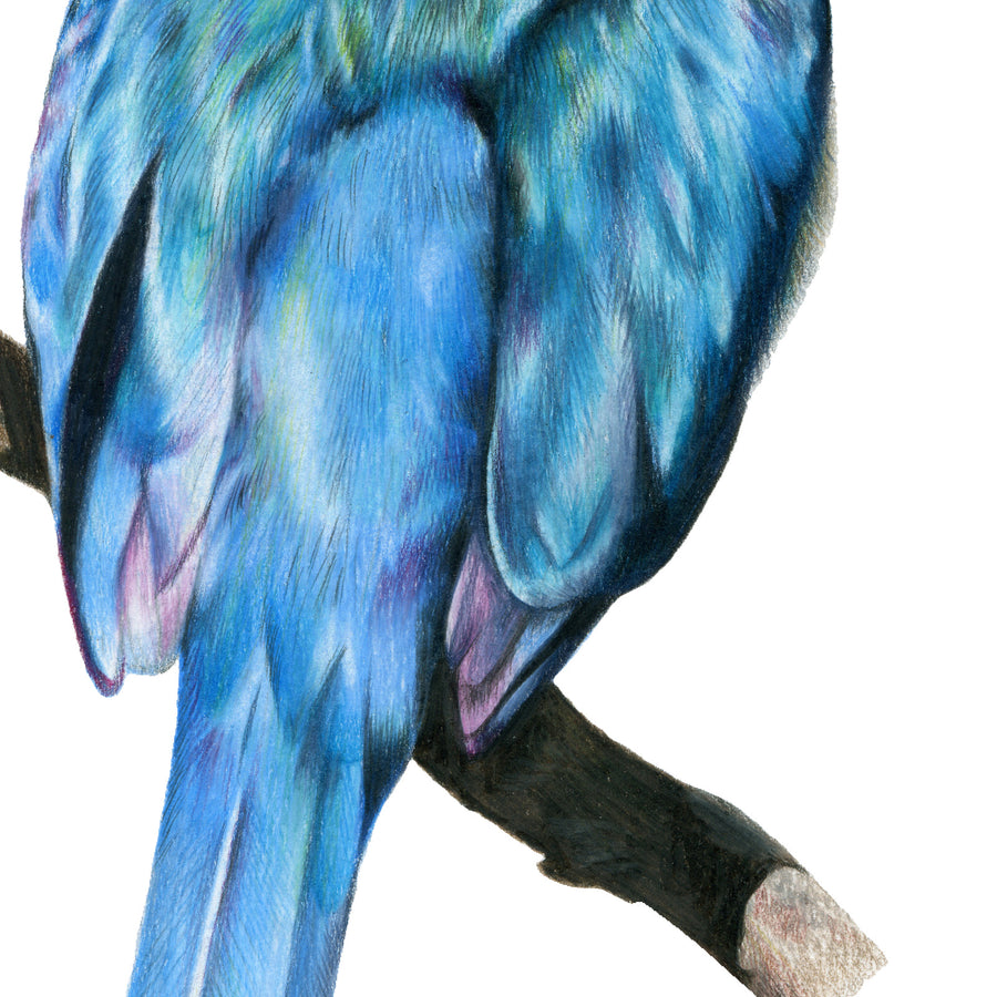 Kōtare by Olivia Bezett, original artwork detail showing the blue wing, tail and branch.