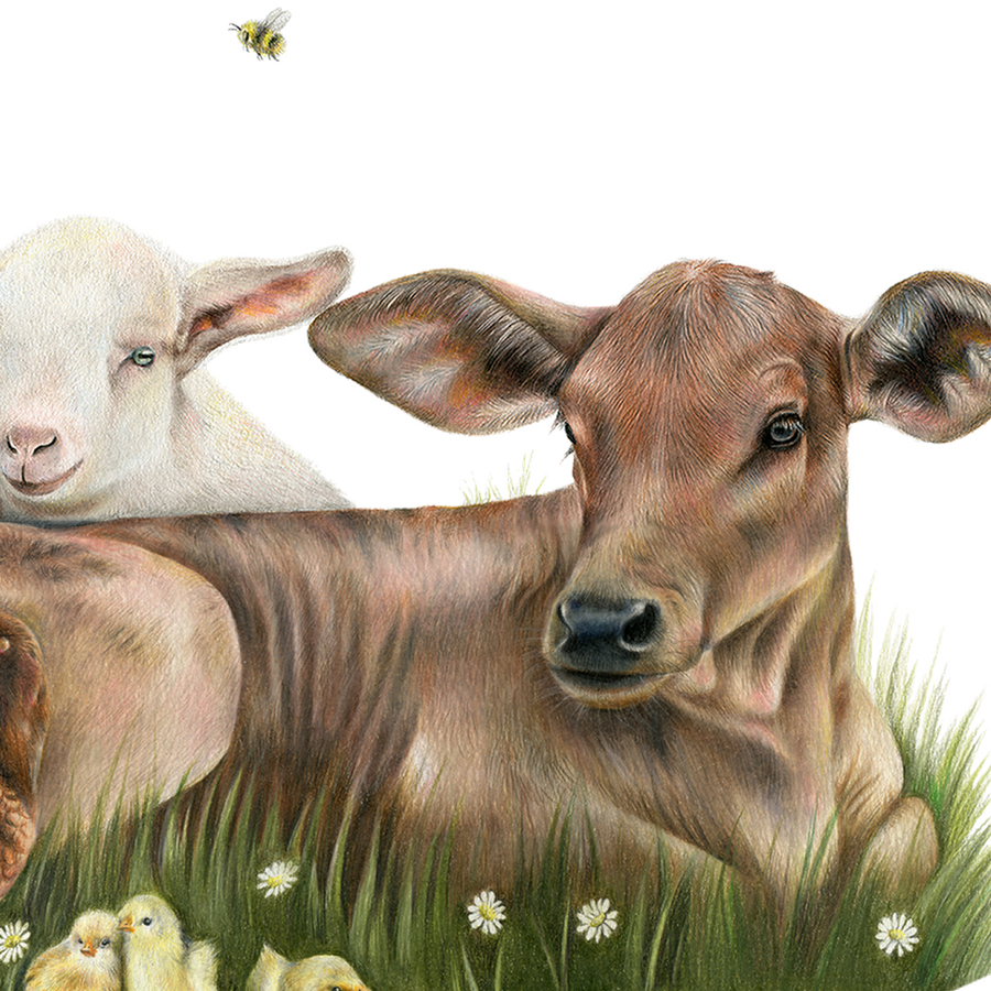 Farm Friends by Olivia Bezett, original artwork detail showing the calf and neighbouring farm animals.