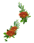 NZ Pohutukawa Map Wall Decal Your Decal Shop Wall Decal NZ