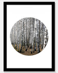 Birch Trees Art Print Your Decal Shop Wall Decal NZ