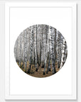Birch Trees Art Print Your Decal Shop Wall Decal NZ