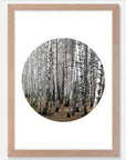 Birch Trees Art Print Your Decal Shop Wall Decal NZ