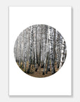 Birch Trees Art Print Your Decal Shop Wall Decal NZ