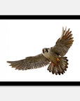 Falcon Art Print Your Decal Shop Wall Decal NZ