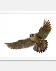 Falcon Art Print Your Decal Shop Wall Decal NZ