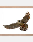 Falcon Art Print Your Decal Shop Wall Decal NZ