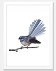 Fantail Art Print Your Decal Shop Wall Decal NZ
