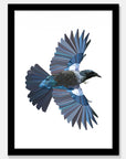 Flying Tui Art Print Your Decal Shop Wall Decal NZ