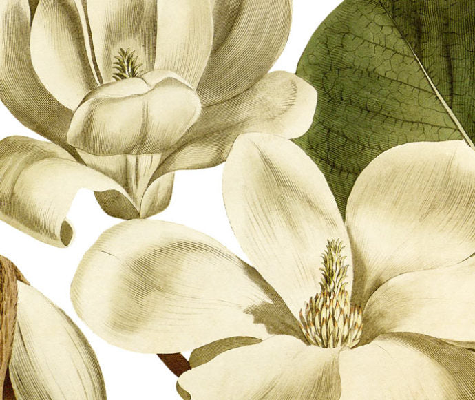 Lily Flowered Magnolia Wall Decal