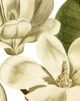 Lily Flowered Magnolia Wall Decal