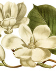 Lily Flowered Magnolia Wall Decal