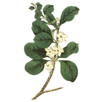 Round Leaved Gardenia Wall Decal