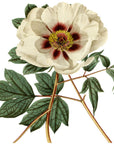 Single Flowered Moutan Wall Decal