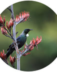 Tui On Flax Flower Mural Dot Your Decal Shop Wall Decal NZ