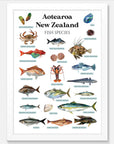Aotearoa New Zealand Fish Species Art Print