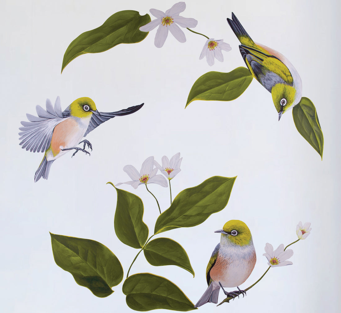 Wax Eyes In Native Clematis Wall Decal Your Decal Shop Wall Decal NZ