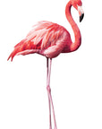 Flamingo Wall Decal Your Decal Shop Wall Decal NZ