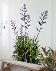 Geometric Flax Wall Decal Your Decal Shop Wall Decal NZ