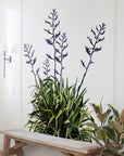 Geometric Flax Wall Decal Your Decal Shop Wall Decal NZ