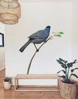 Kokako Wall Decal Your Decal Shop Wall Decal NZ