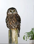 Morepork Wall Decal Your Decal Shop Wall Decal NZ