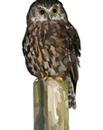 Morepork Wall Decal Your Decal Shop Wall Decal NZ