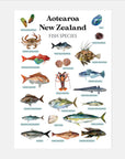 Aotearoa New Zealand Fish Species Art Print