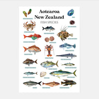 Aotearoa New Zealand Fish Species Art Print