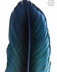 Tui Feather Wall Decal