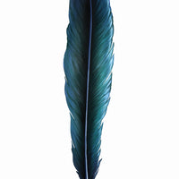 Tui Feather Wall Decal
