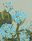 Forget me nots